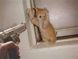 Gato acuado