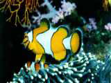 Peixe Palhaço