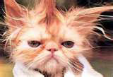 Bad Hair Day