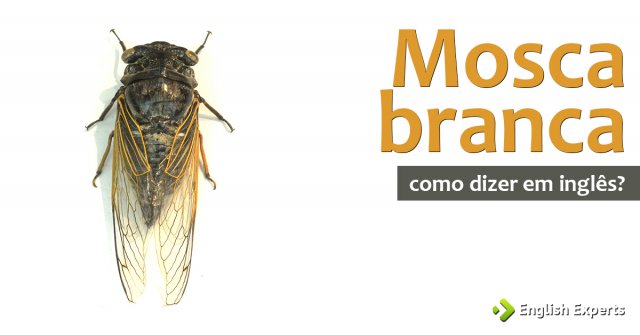 Como dizer "Mosca branca" em inglês