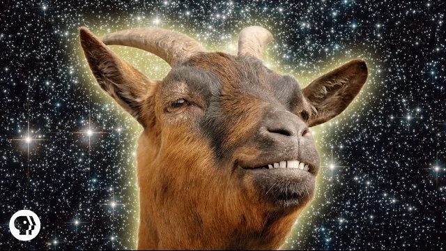 Inglês com Vídeos: Cabras!
