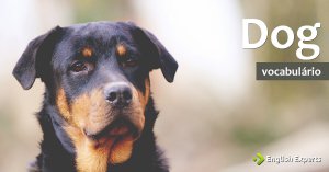 Ampliando o Vocabulário: DOG